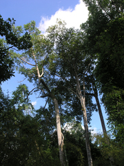 Dipterocarpus alatus