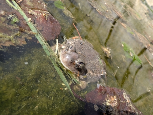 Plains Spadefoot