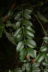 Syzygium gardneri