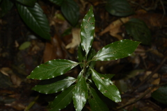 Neolitsea zeylanica