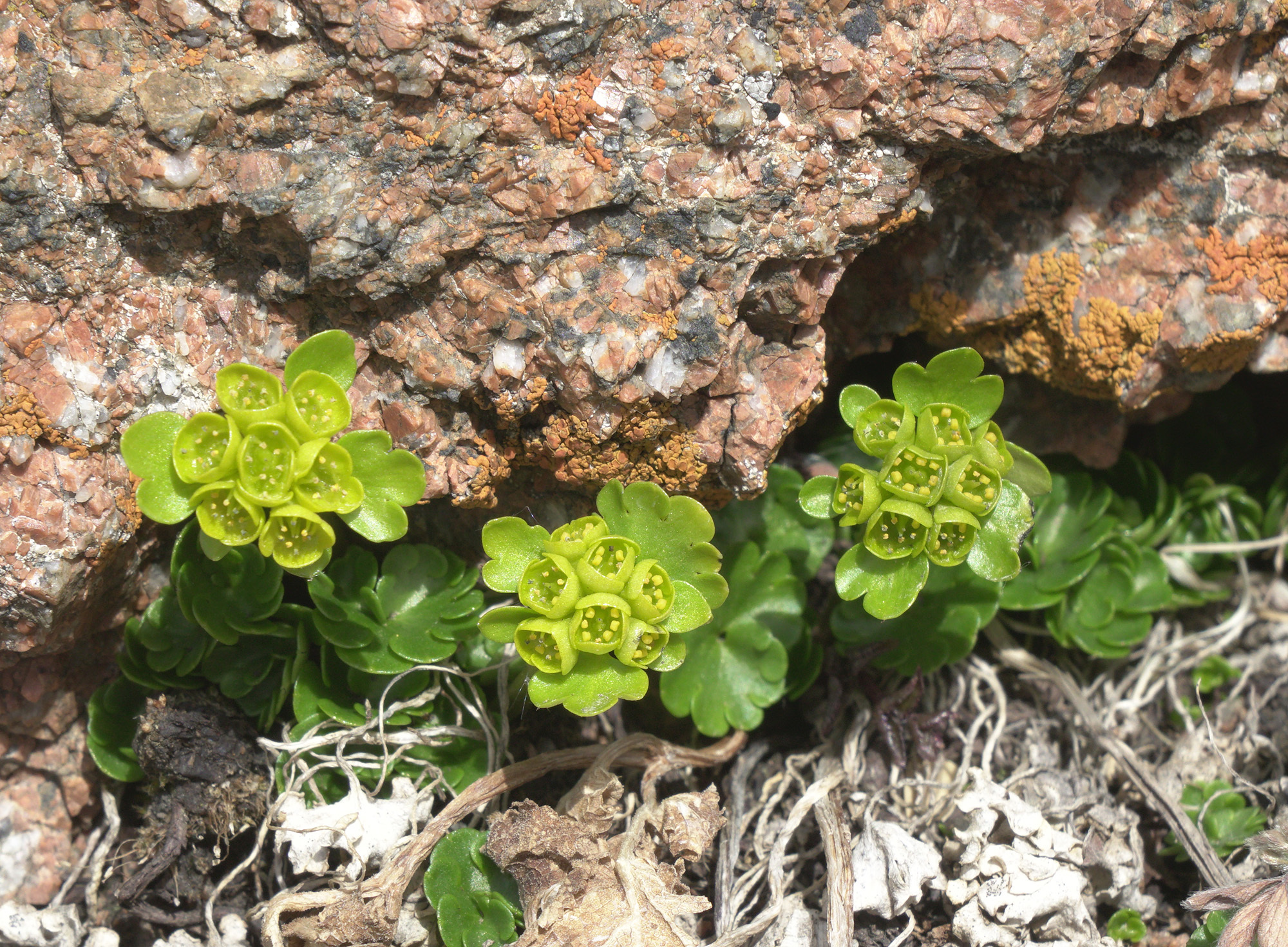 Imagem de Chrysosplenium nudicaule