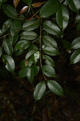 Syzygium gardneri