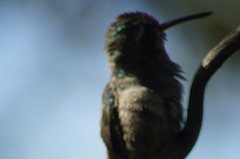 Cynanthus doubledayi