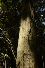 Tricalysia
