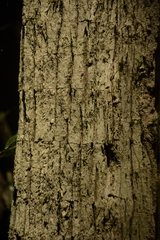 Tricalysia