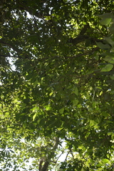Tricalysia