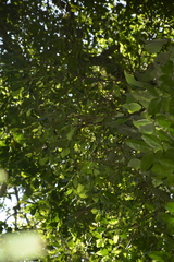 Tricalysia