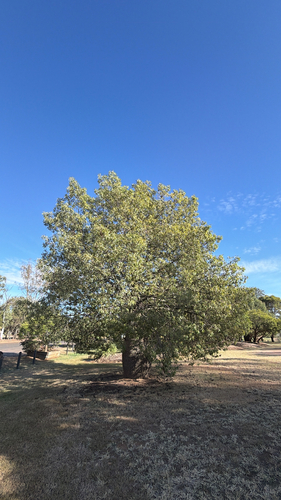 Queensland Bottle Tree