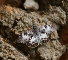 Chiomara asychis