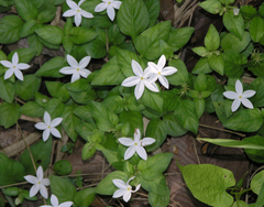 Aphaenandra uniflora (Aphaenandra uniflora)