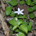 Mussaenda uniflora - Photo 由 Oleg Kosterin 所上傳的 (c) Oleg Kosterin，保留部份權利CC BY