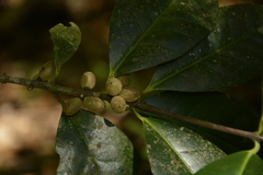 Microtropis wallichiana