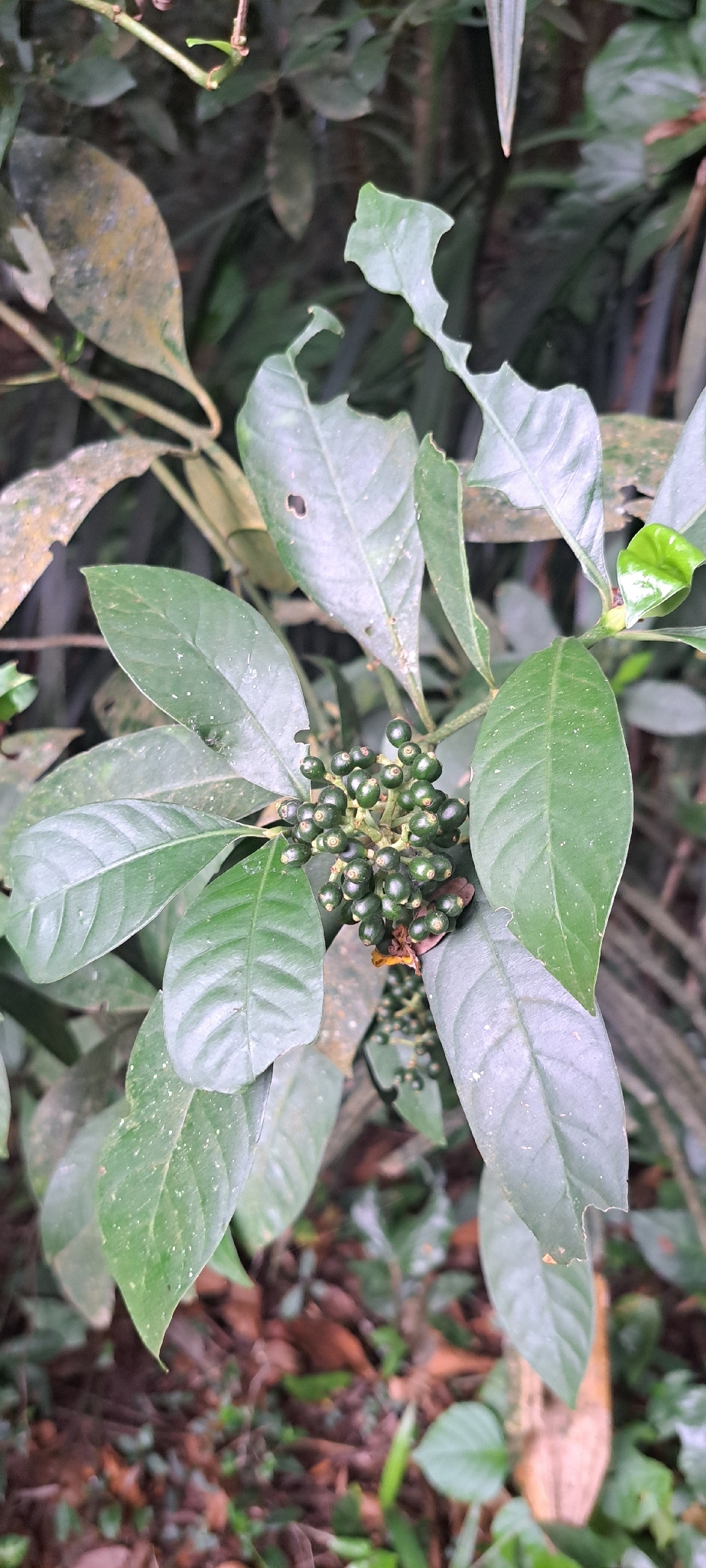 Imagem de Fruta de-sanhaço