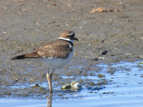 Killdeer