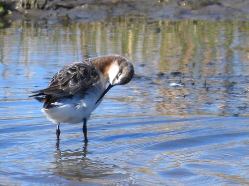 Wilson's Phalarope