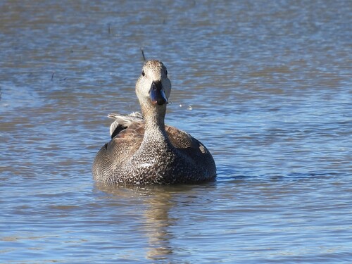 Gadwall