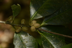 Microtropis wallichiana