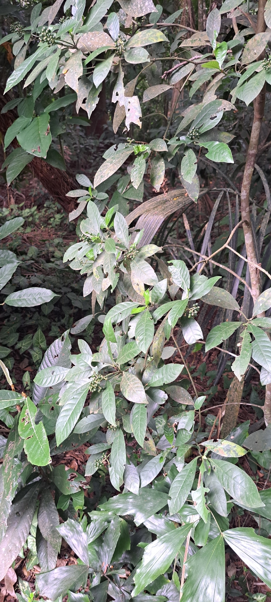Imagem de Fruta de-sanhaço