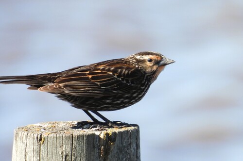 Red-winged Blackbird