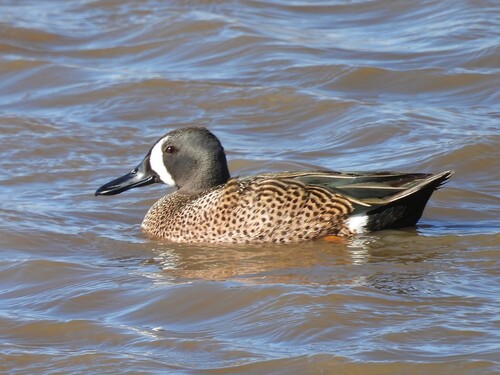 Blue-winged Teal