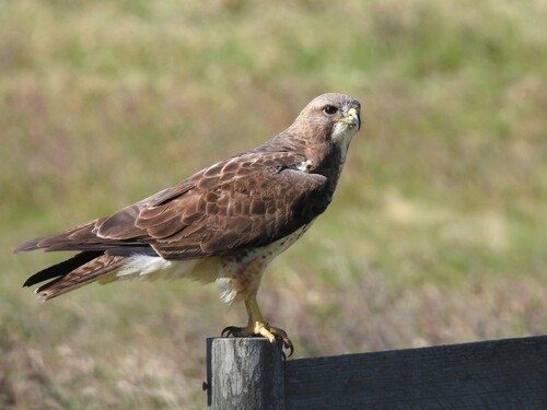 Swainson's Hawk