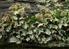 Thysanothecium scutellatum