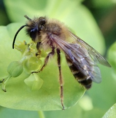 Andrena