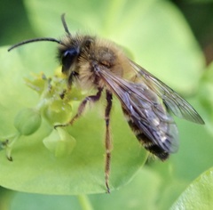 Andrena