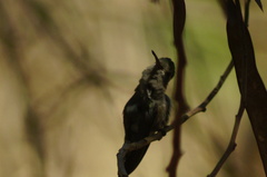 Cynanthus doubledayi