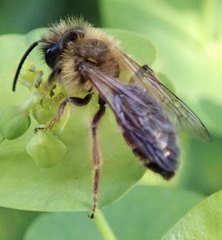 Andrena