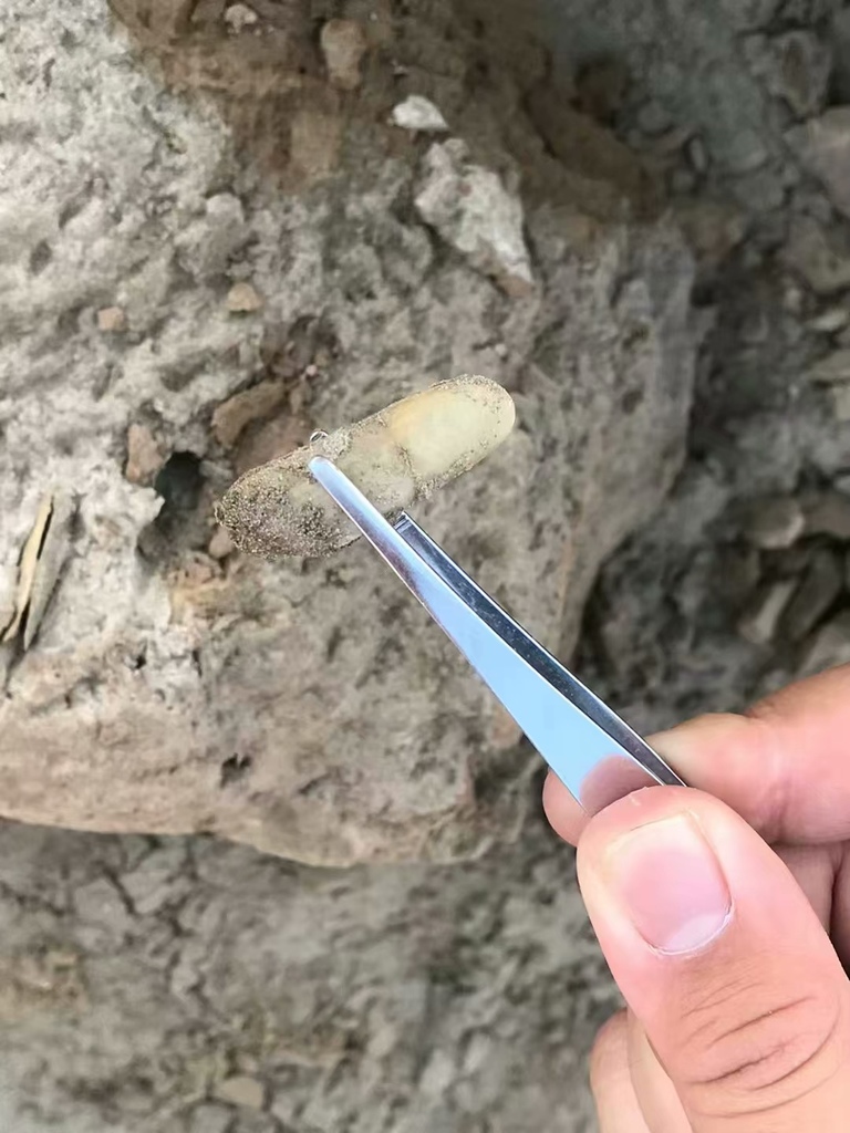 Pharellinae