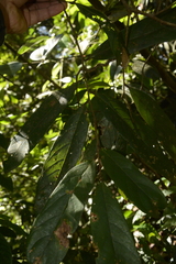 Cryptocarya wightiana