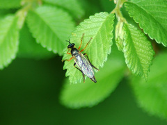 Dioctria rufipes