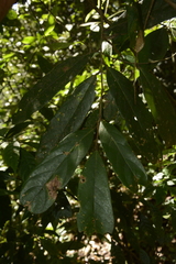Cryptocarya wightiana