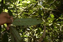 Cryptocarya wightiana