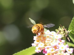 Amegilla bombiformis