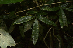 Luvunga sarmentosa