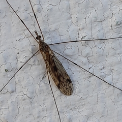 Tipula rufina