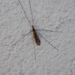 Tipula rufina
