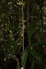 Luvunga sarmentosa