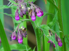 Mesembrius peregrinus