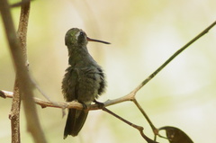 Cynanthus doubledayi