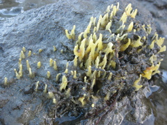 Ciocalypta polymastia