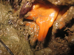 Styelidae