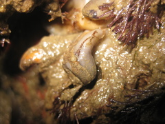 Asterocarpa coerulea