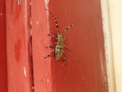 Hexatricha pulverulenta