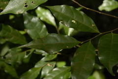 Dichapetalum gelonioides