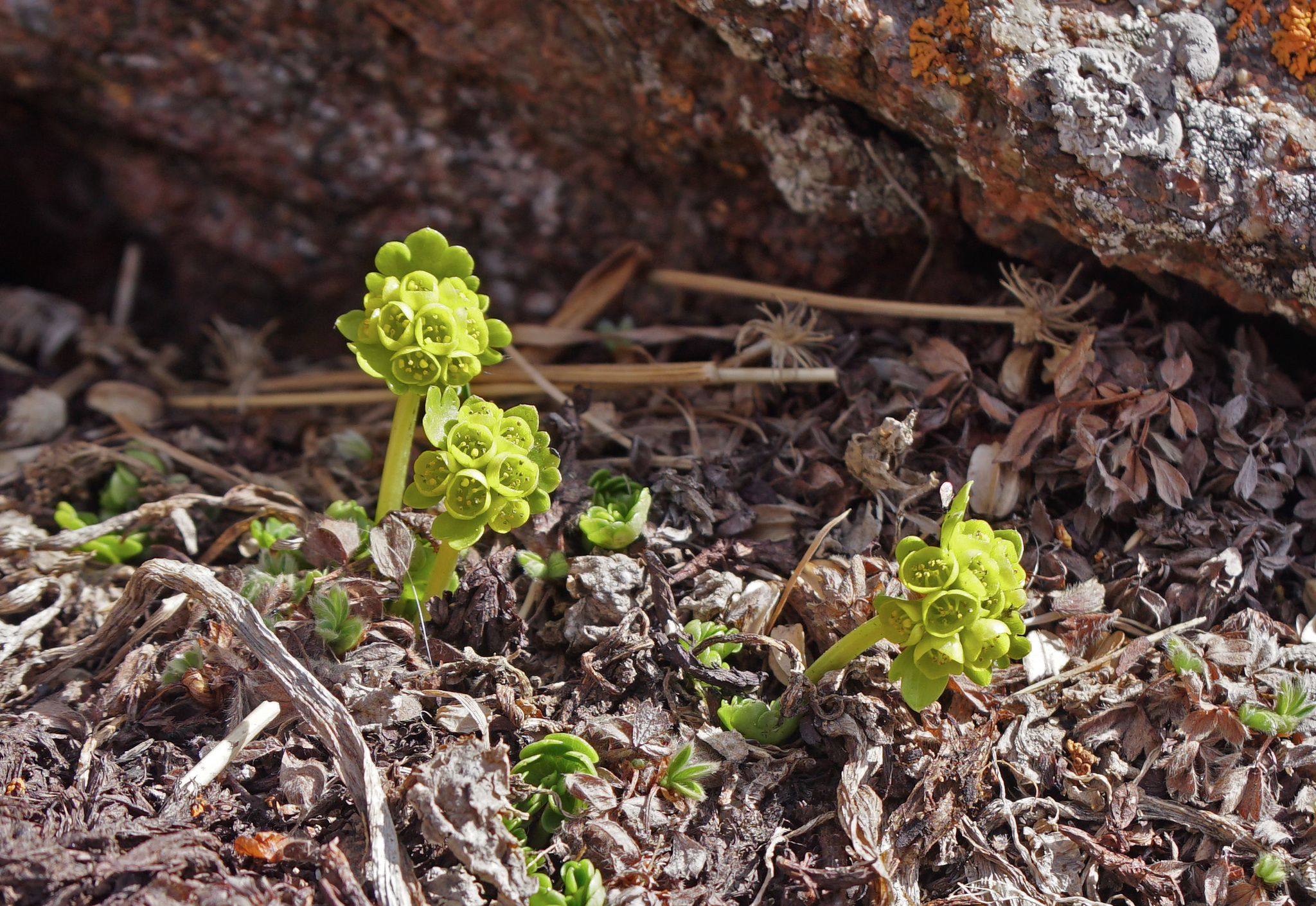Imagem de Chrysosplenium nudicaule