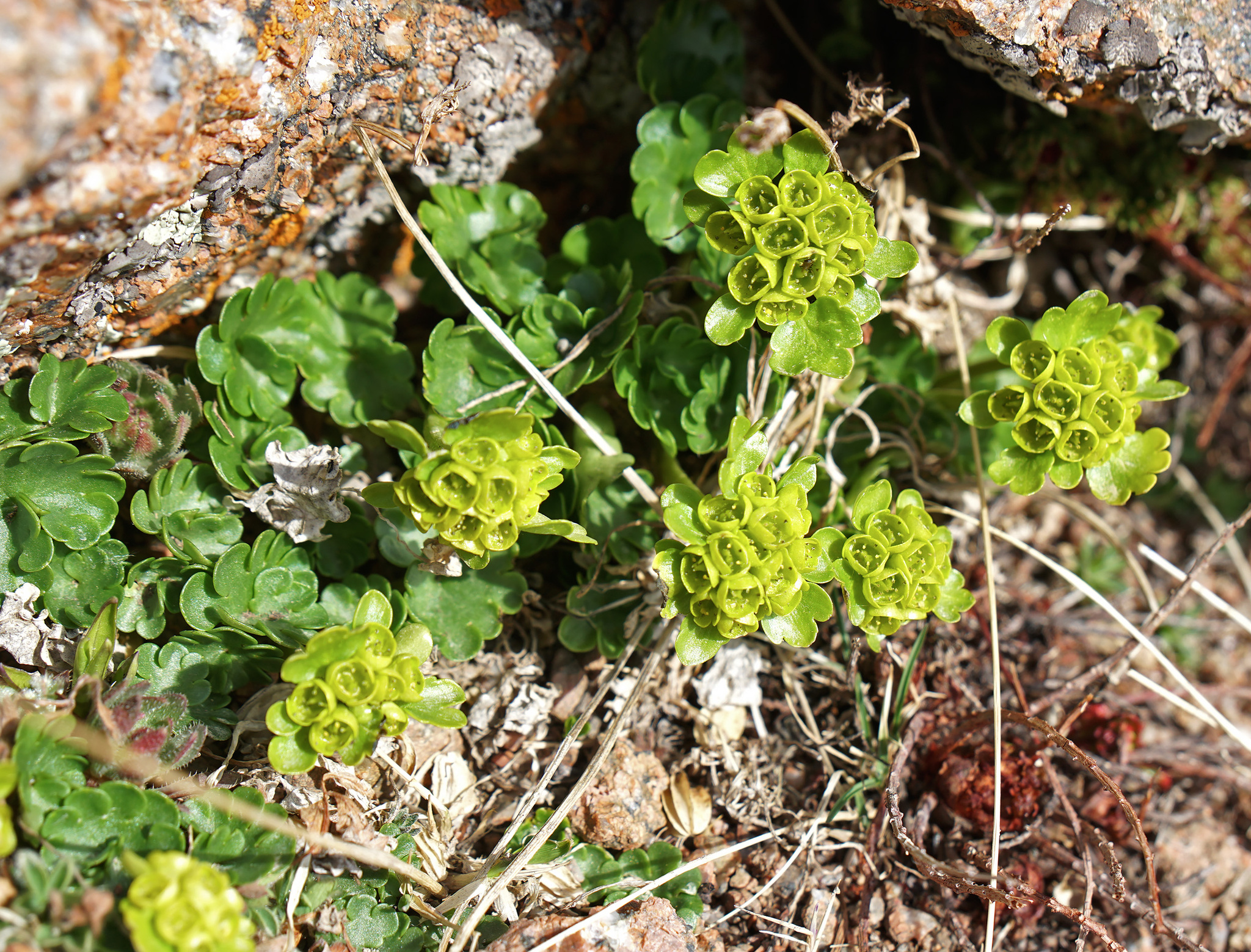Imagem de Chrysosplenium nudicaule
