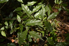Dichapetalum gelonioides